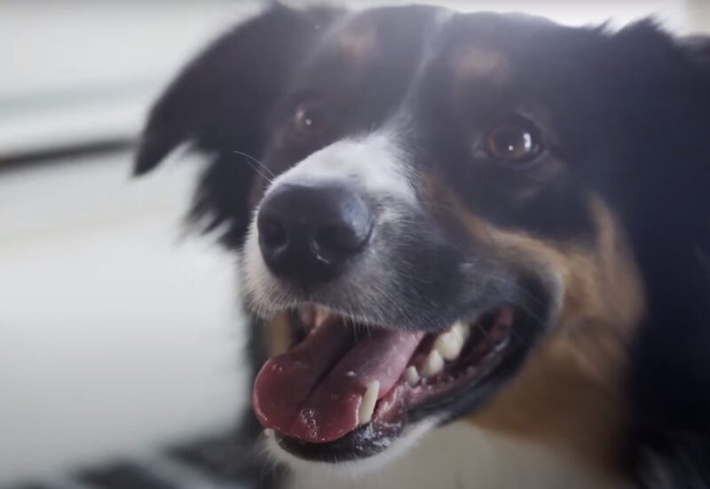 Australian Sheephound Border Collie